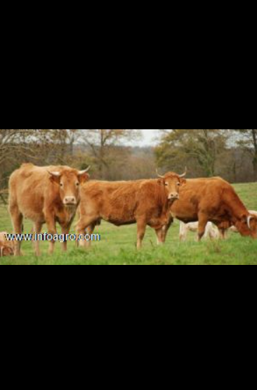 Se vende ganado vacas limusinas en emergencia