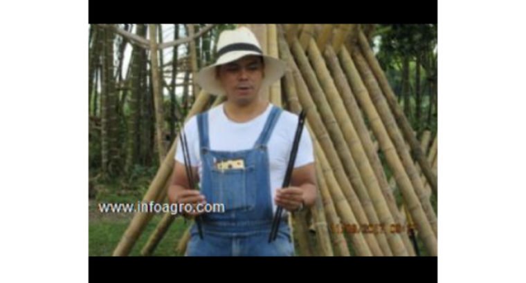 Se vende de guadua bambu inmunizada por inyeccion