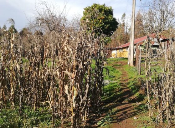 CAMPO 20 HAS. OFERTA.. CASA Y AGUA POTABLE. COMUNA