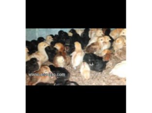 Se vende pollos criollos