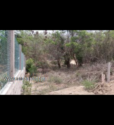 Se vende terreno en zipolite