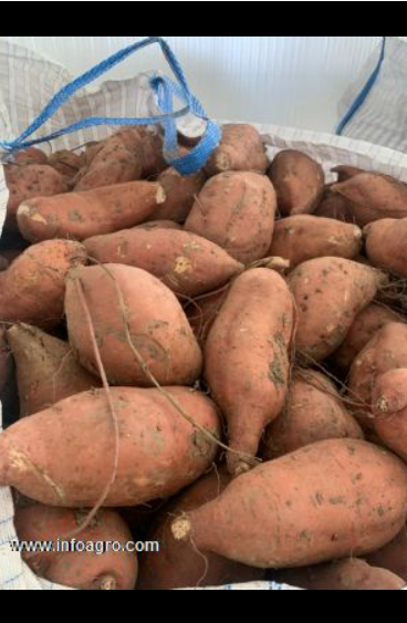 Se vende batata / boniato – 500.000 kg