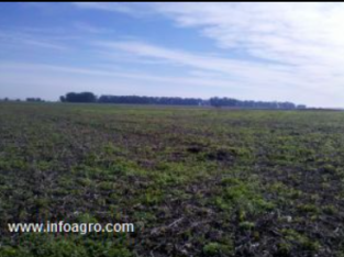 Se vende campo ganadero en buenos aires