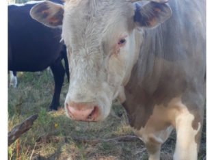 Toro de 2 Años Suiso