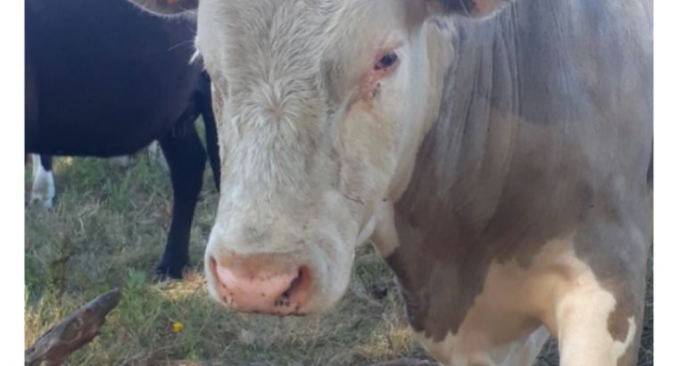 Toro de 2 Años Suiso