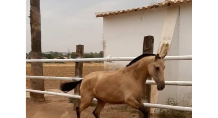 Venta de Potra pre baya en Córdoba