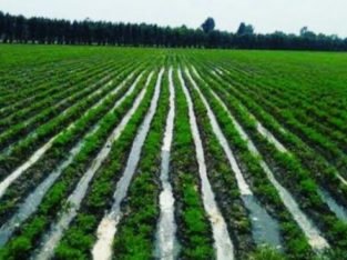 CHINCHA VENDO TERRENO AGRÍCOLA