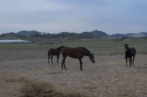 FINCA EN MAZARRÓN.