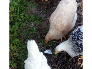 Venta de Gallinas ponedoras de corral en Ourense