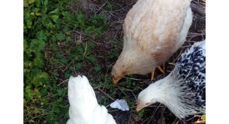 Venta de Gallinas ponedoras de corral en Ourense