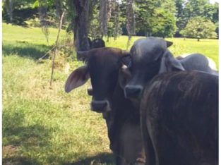 Finca De 47 Hectáreas En Barrancabermeja.