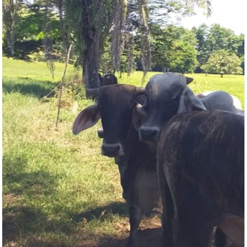 Finca De 47 Hectáreas En Barrancabermeja.