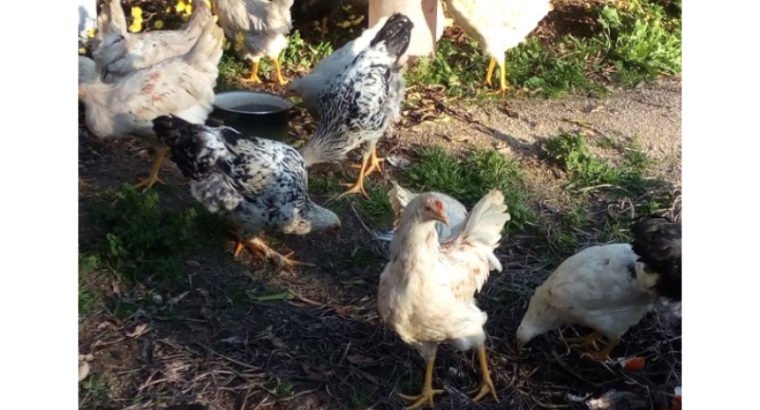 Venta de Gallinas ponedoras de corral en Ourense