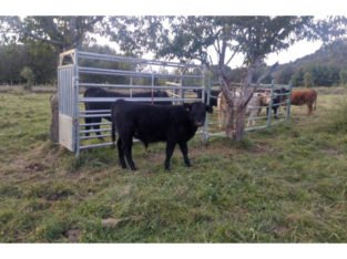 Venta de 2 Terneros f2 de angus en León