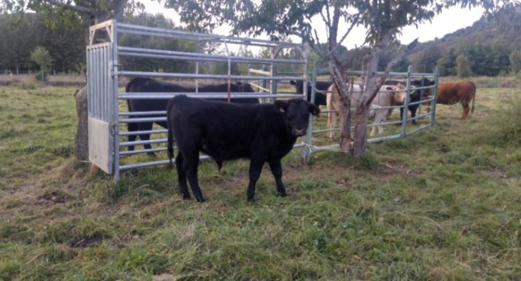 Venta de 2 Terneros f2 de angus en León