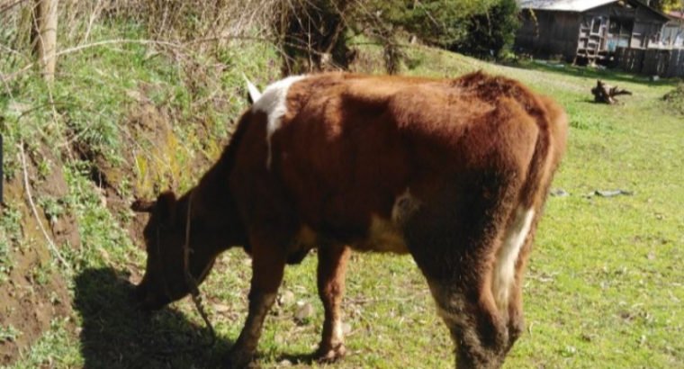 Vaquillas Preñadas