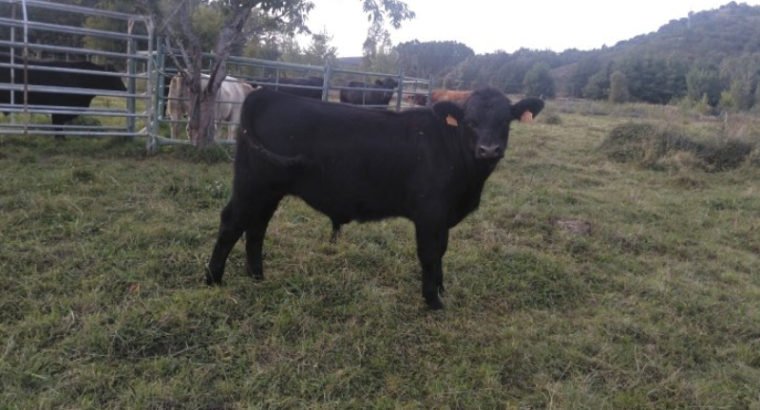 Venta de 2 Terneros f2 de angus en León