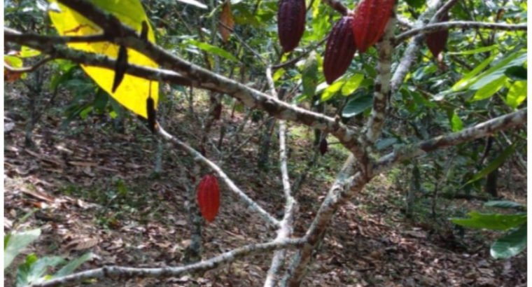 Vendo Bonita Parcela De Cacao Y Frutales