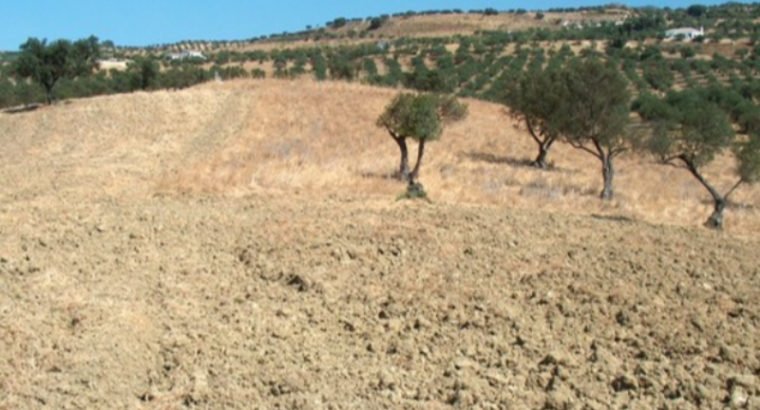 ALHAURÍN EL GRANDE, PARTIDA SIETE CARAS