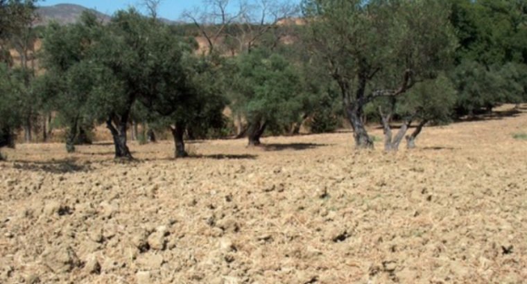 ALHAURÍN EL GRANDE, PARTIDA SIETE CARAS
