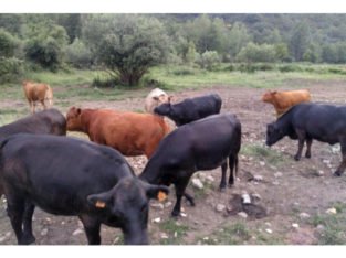 Venta de Novillas f1 preñadas de toro angus