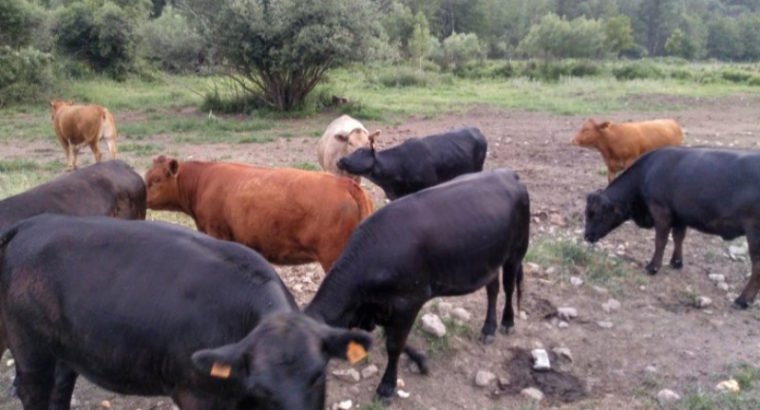 Venta de Novillas f1 preñadas de toro angus