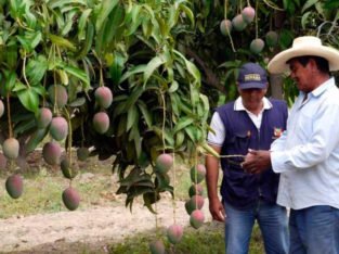 VENTA DE PARCELA AGRÍCOLA YUSCAY