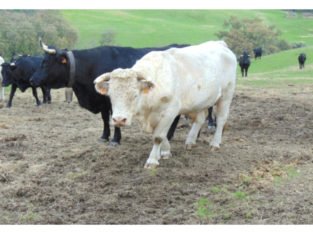 Venta de 103 Vacas negra avileña en Ávila