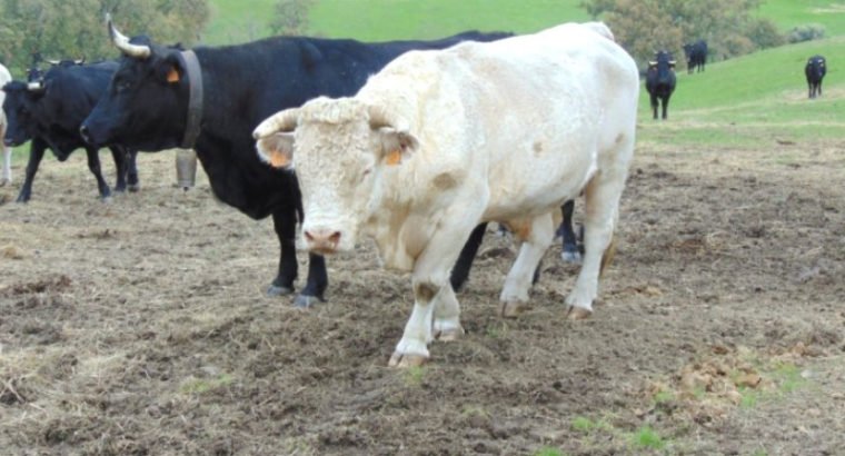 Venta de 103 Vacas negra avileña en Ávila