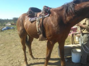 Se vende caballo de carrera