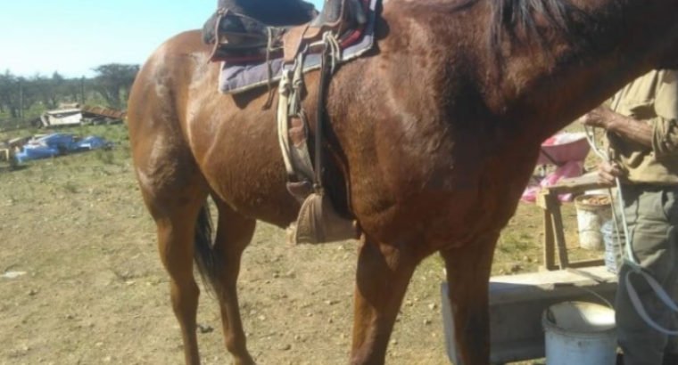 Se vende caballo de carrera