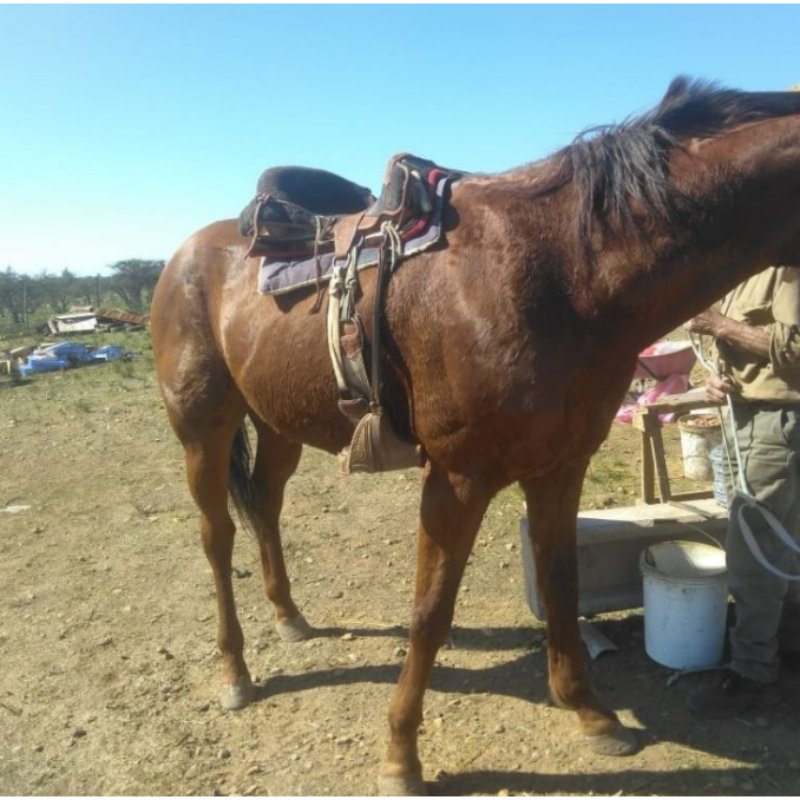 Se vende caballo de carrera