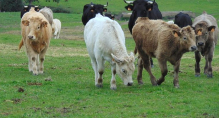 Venta de 103 Vacas negra avileña en Ávila