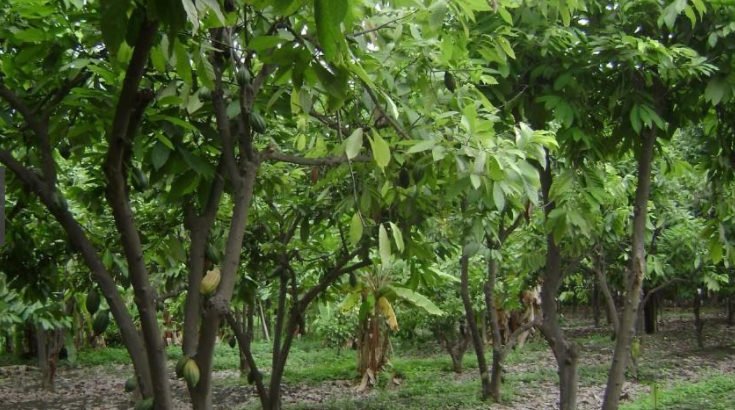 VENTA DE PARCELA AGRICOLA EN LA MATANZA