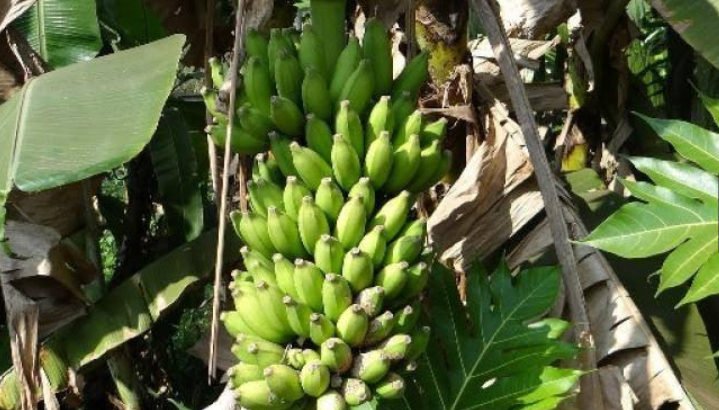 VENTA DE PARCELA AGRICOLA EN LA MATANZA