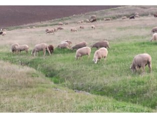 Venta de 490 Ovejas merinas cruzadas en Badajoz