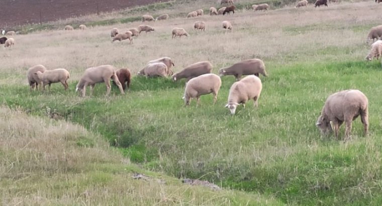 Venta de 490 Ovejas merinas cruzadas en Badajoz