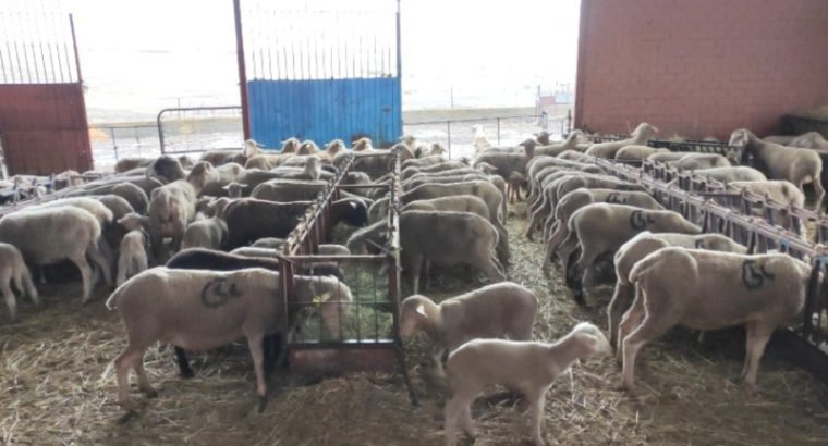 Venta de 490 Ovejas merinas cruzadas en Badajoz