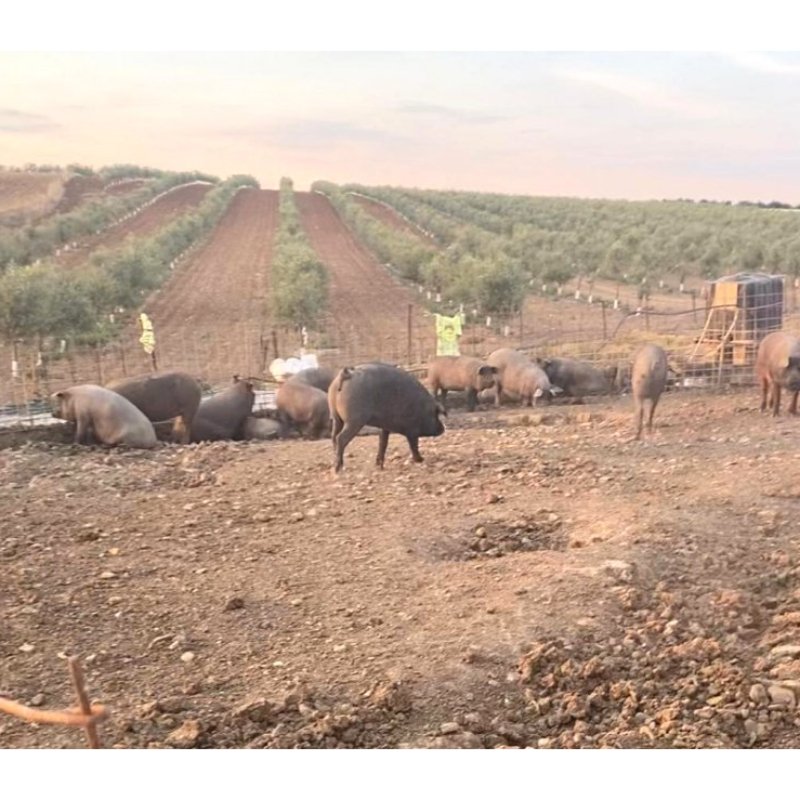 Venta de 100 Cerdos en Badajoz