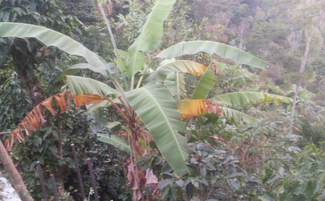 GANGASO¡ SE VENDE FINCA EN ANOLAIMA