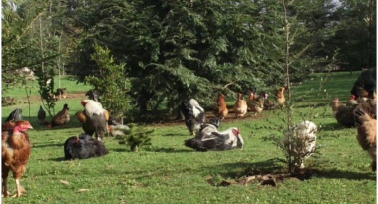 HUEVOS DE EXCELENCIA, SOLO DE CAMPO.-