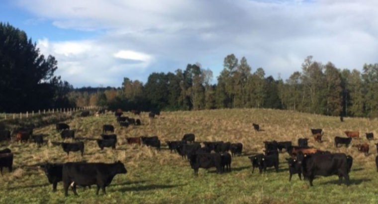 Extraordinario Campo 218 hectareas ganadero en Pue