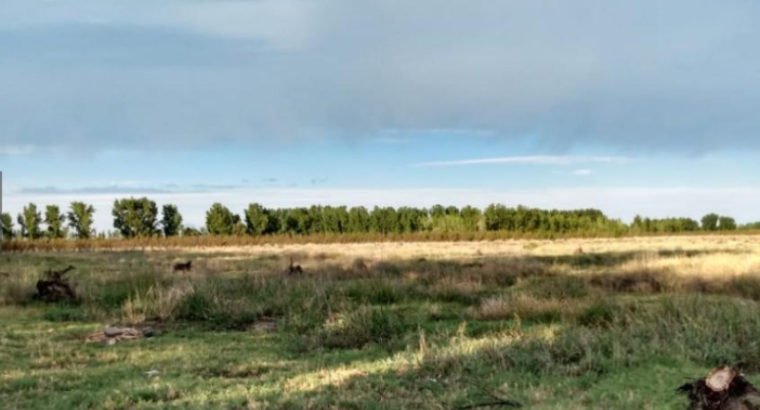 670000 m² – GENERAL ALVEAR, MENDOZA – VENDO 67 HAS