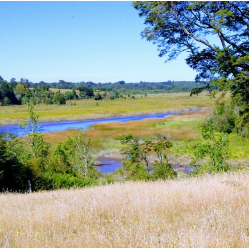 Campo 13.5 hectáreas maullín