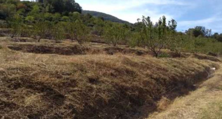 PARAJE EL JUSTAL