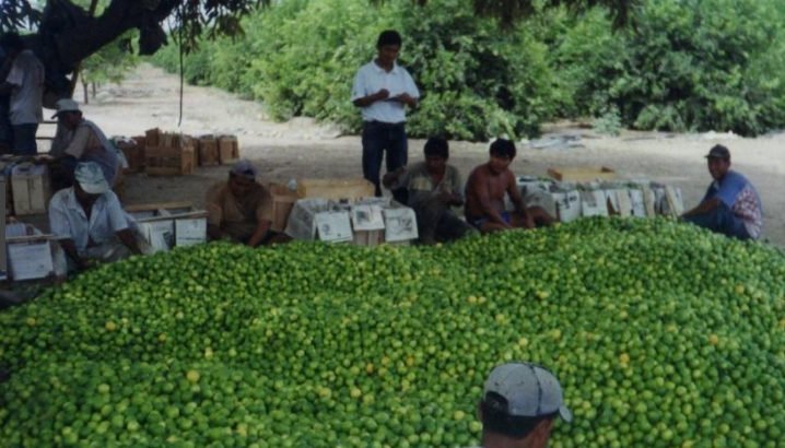 VENTA DE PARCELA AGRÍCOLA CIENEGUILLO SUR