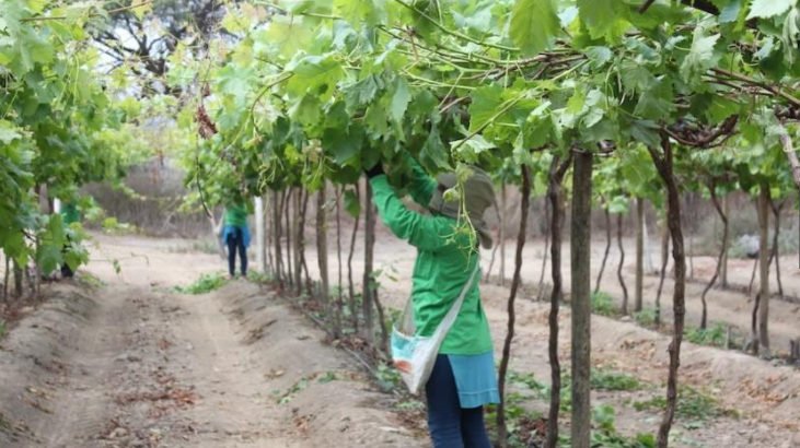 VENTA DE PARCELA AGRÍCOLA CIENEGUILLO SUR