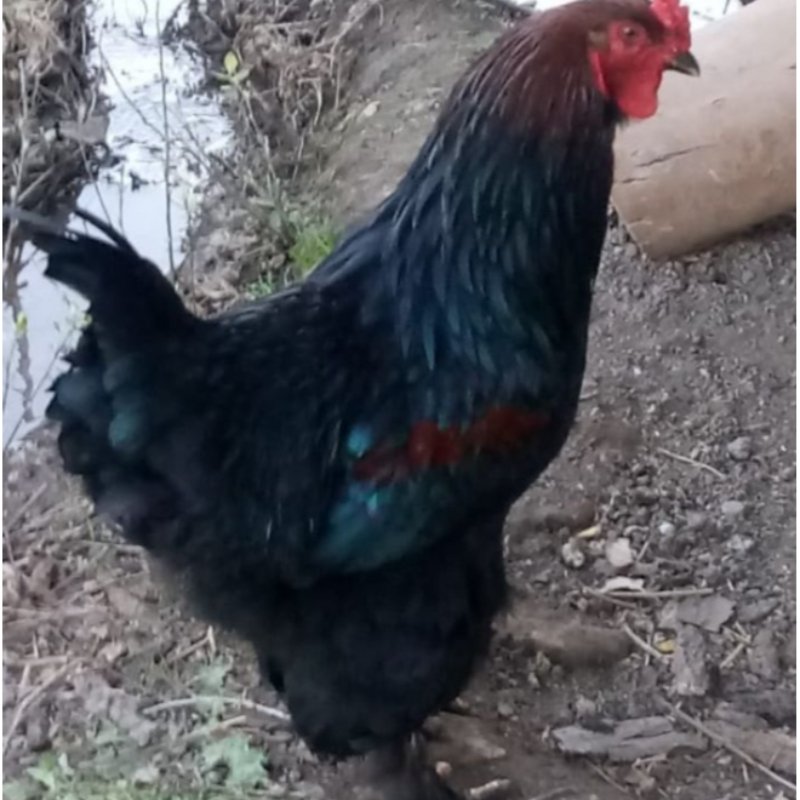 Vendo gallo Negro Brahma 8 meses