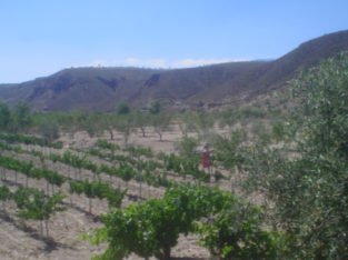CORTIJO EN HUENEJA