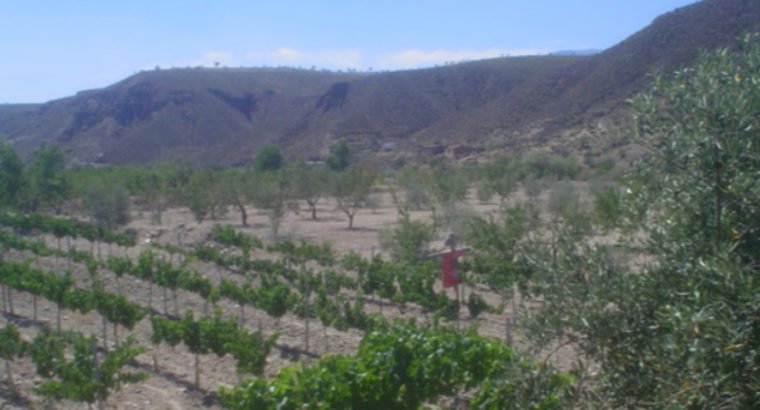 CORTIJO EN HUENEJA